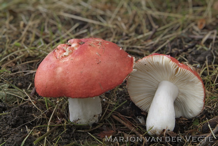 Kleibosrussula - Russula pseudointegra